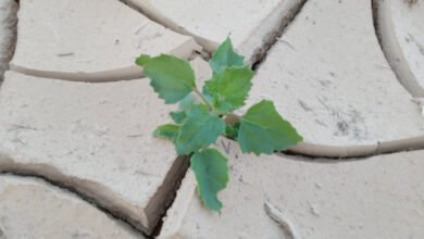 أراضي تطاوين القاحلة