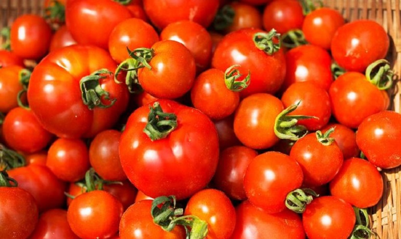 السعر المرجعي للطماطم الفصلية