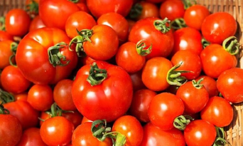 السعر المرجعي للطماطم الفصلية