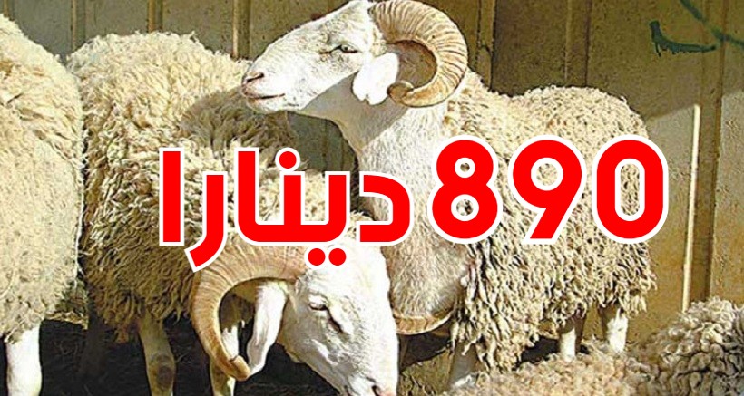 معدل سعر أضحية العيد