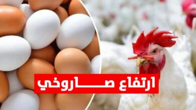 ارتفاع أسعار الدجاج والبيض
