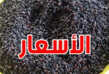 الزقوقو