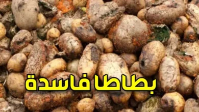 البطاطا