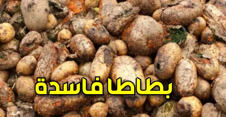 بطاطا