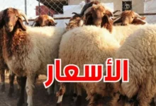 أسعار الأضاحي