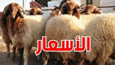 أسعار الأضاحي