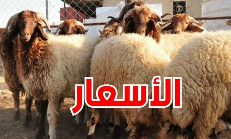 أسعار الأضاحي